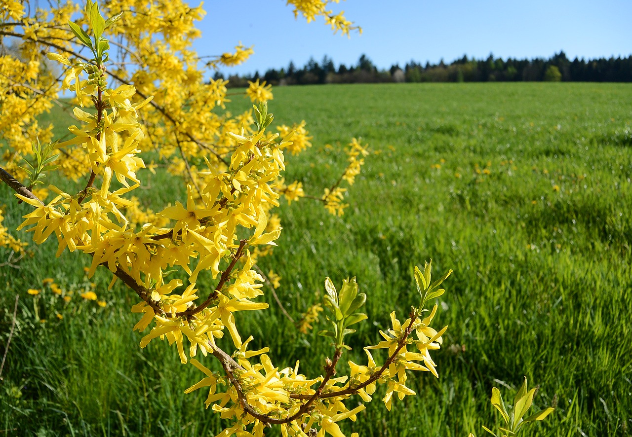 forsythia bloom yellow free photo