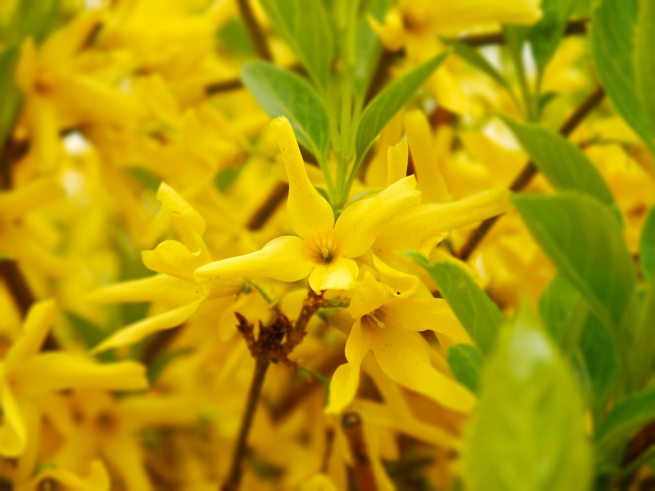 forsythia bush yellow free photo