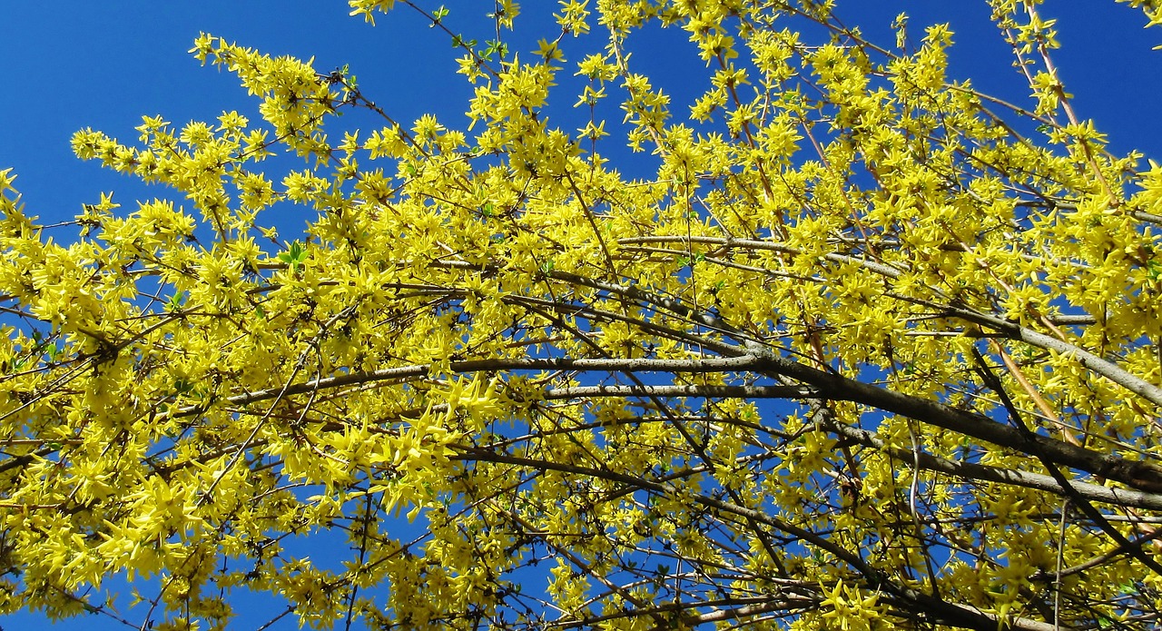 forsythia yellow flower spring free photo