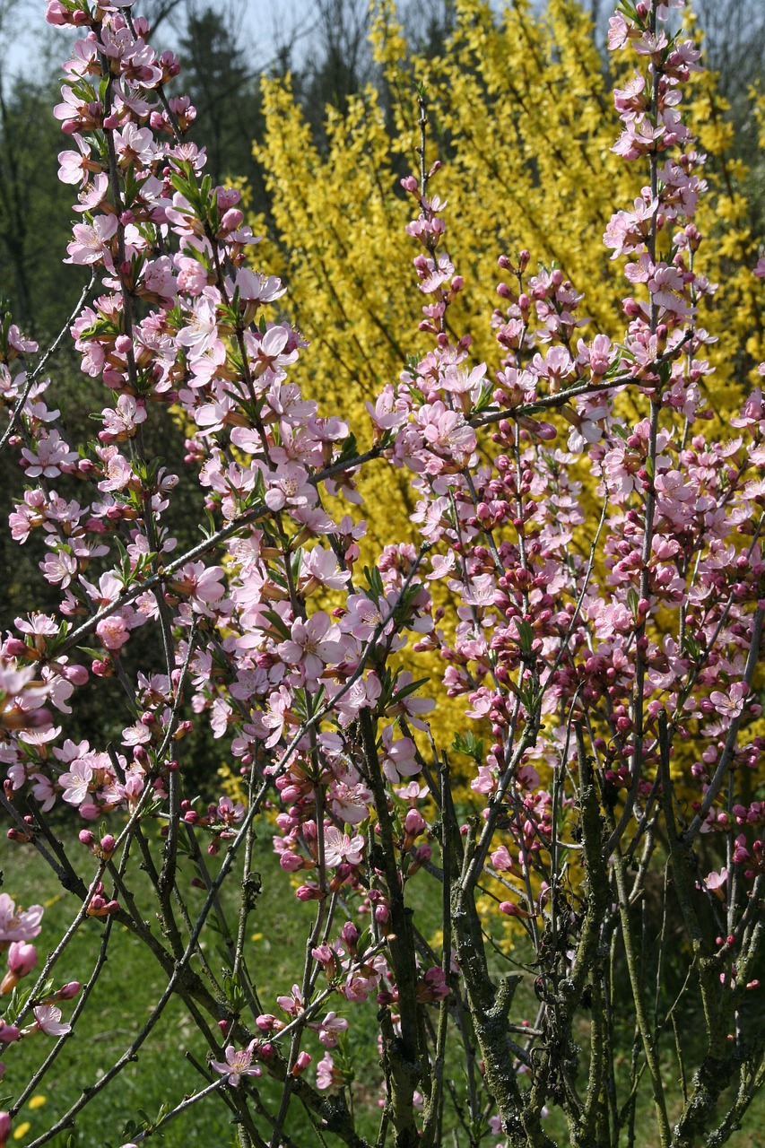 forsythia intermedia yellow free photo