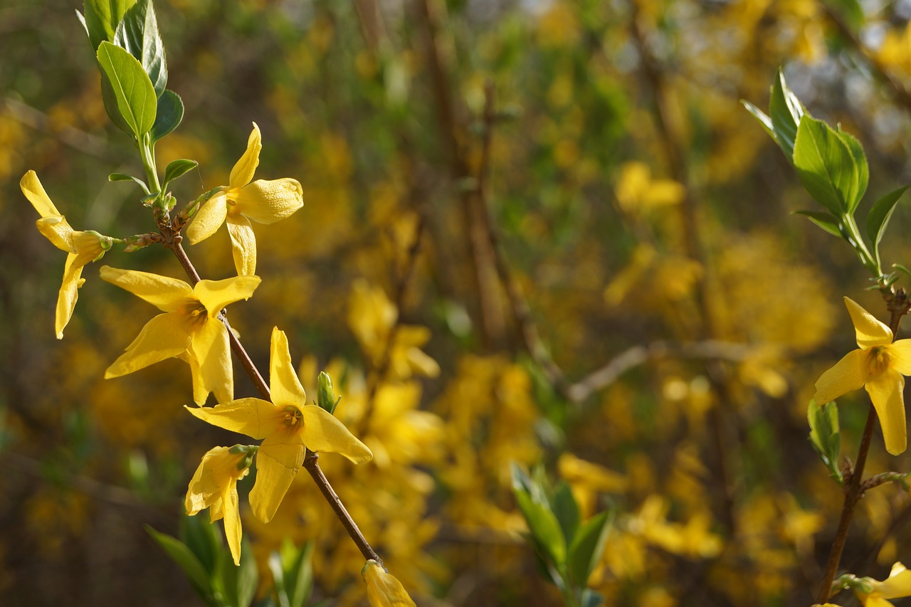 forsythia flowers spring free photo