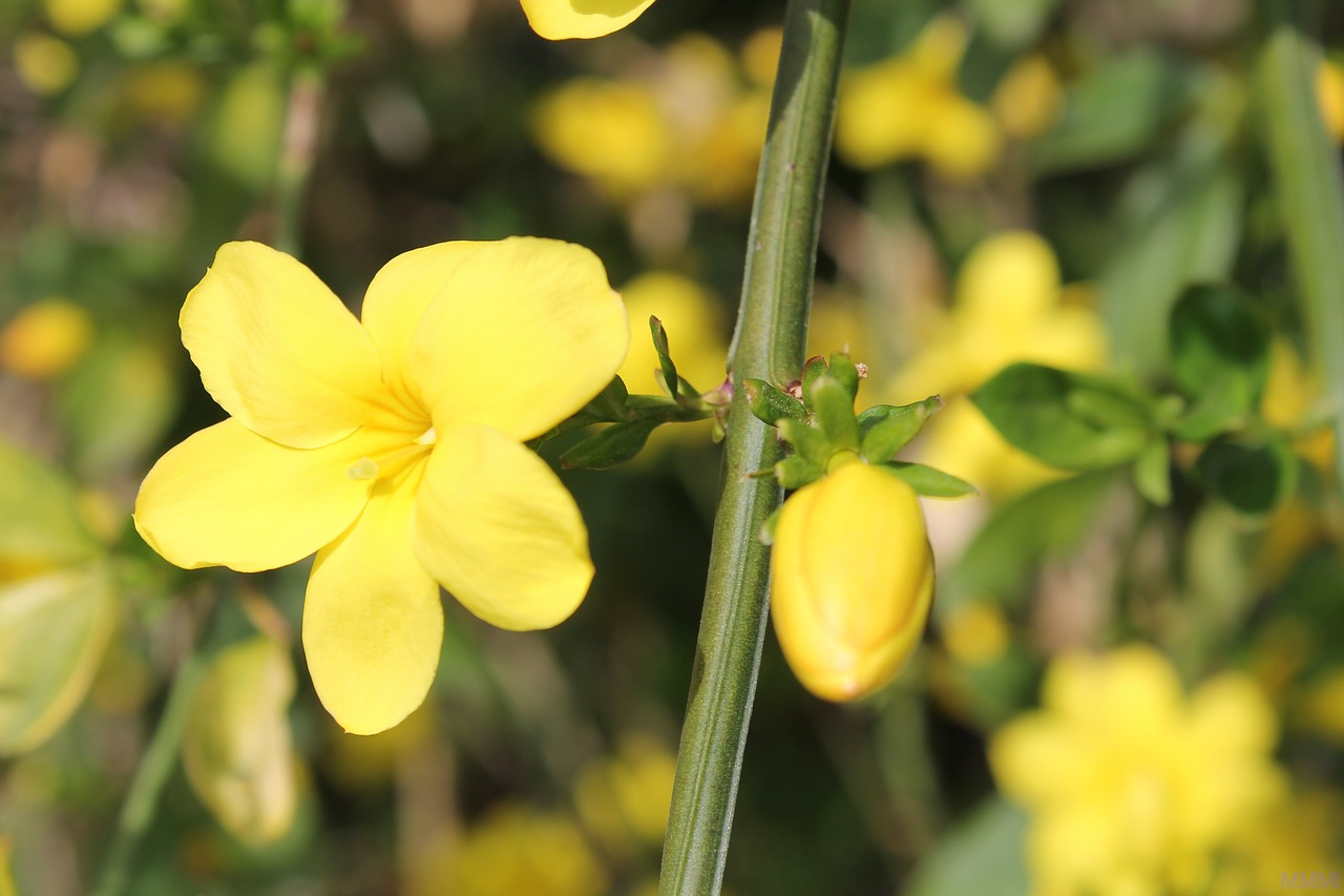 forsythia flowers spring free photo