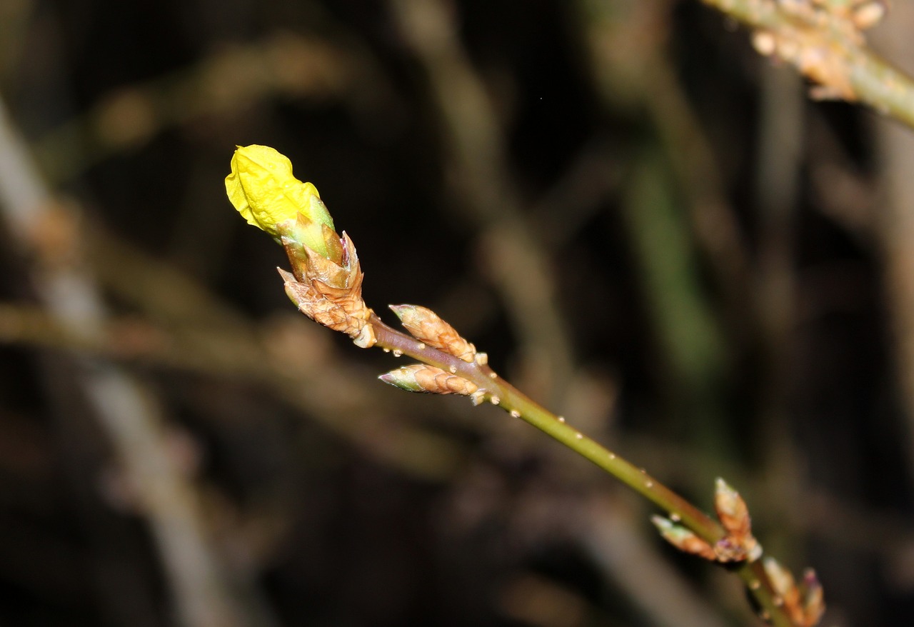 forsythia the buds bush free photo