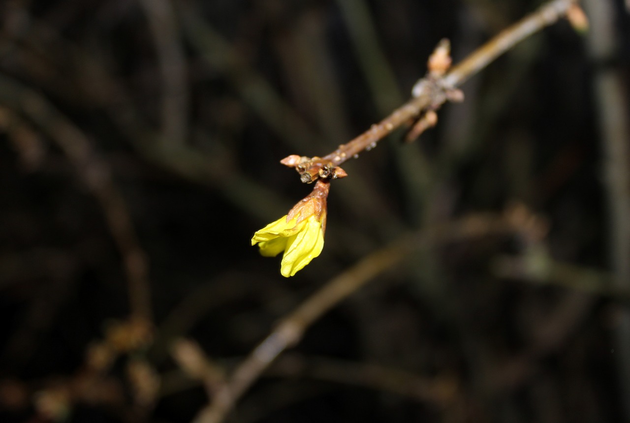 forsythia bush the buds free photo