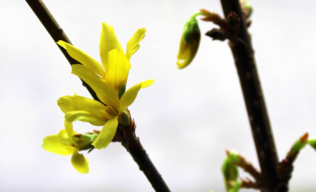 forsythia spring flowers bush free photo