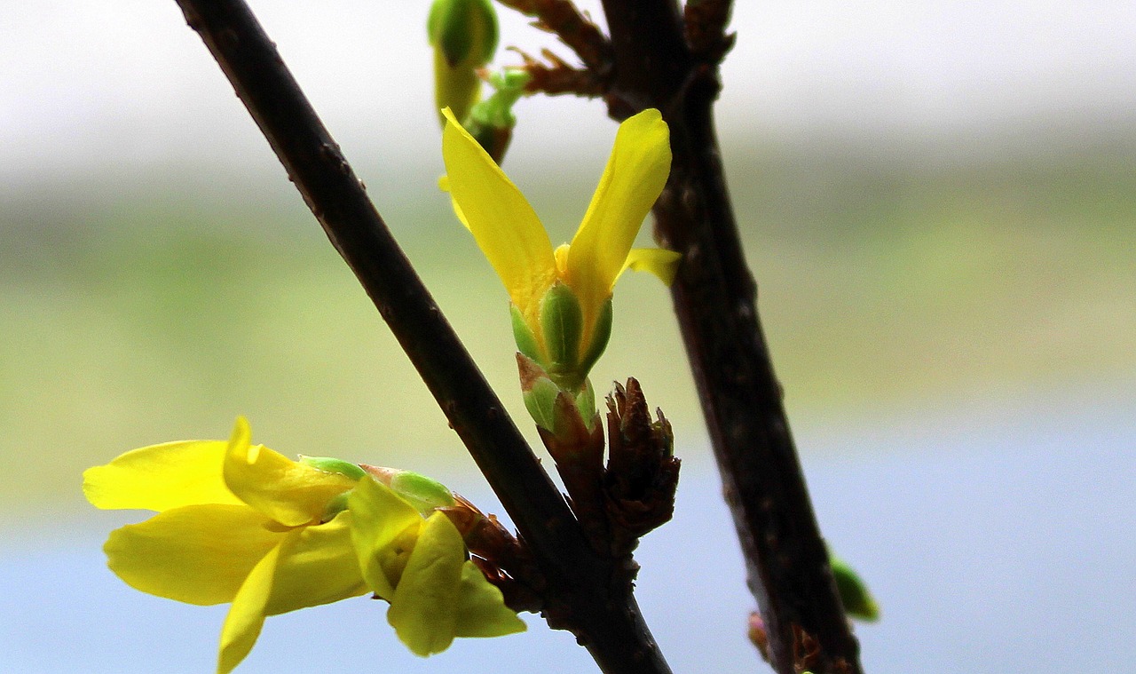 forsythia bush early spring free photo