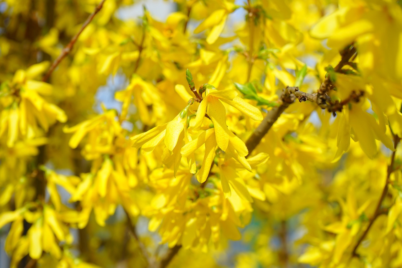 forsythia gold lilac flower free photo