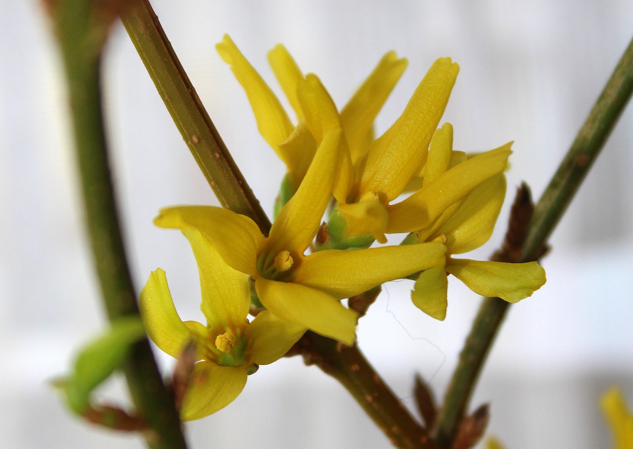 forsythia flower bush free photo