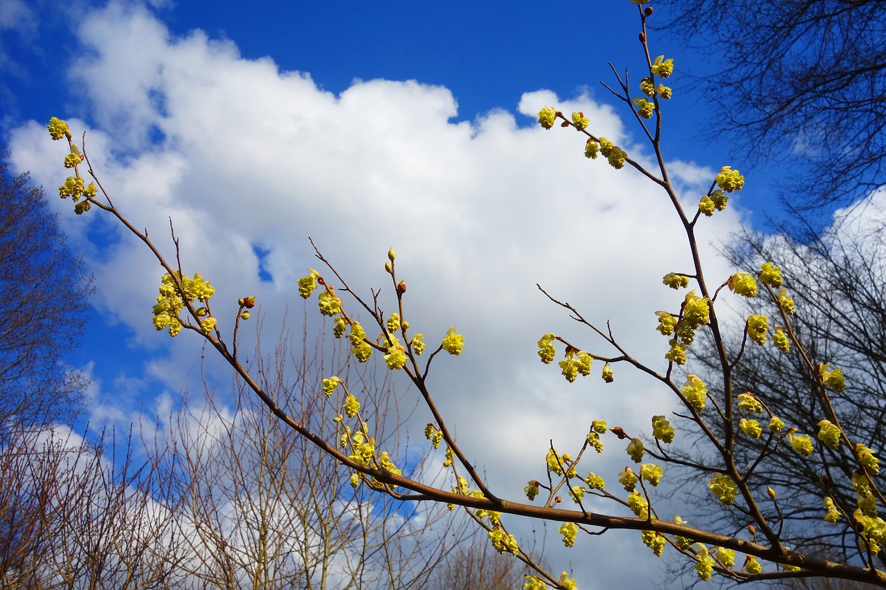 forsythia shrub branch free photo