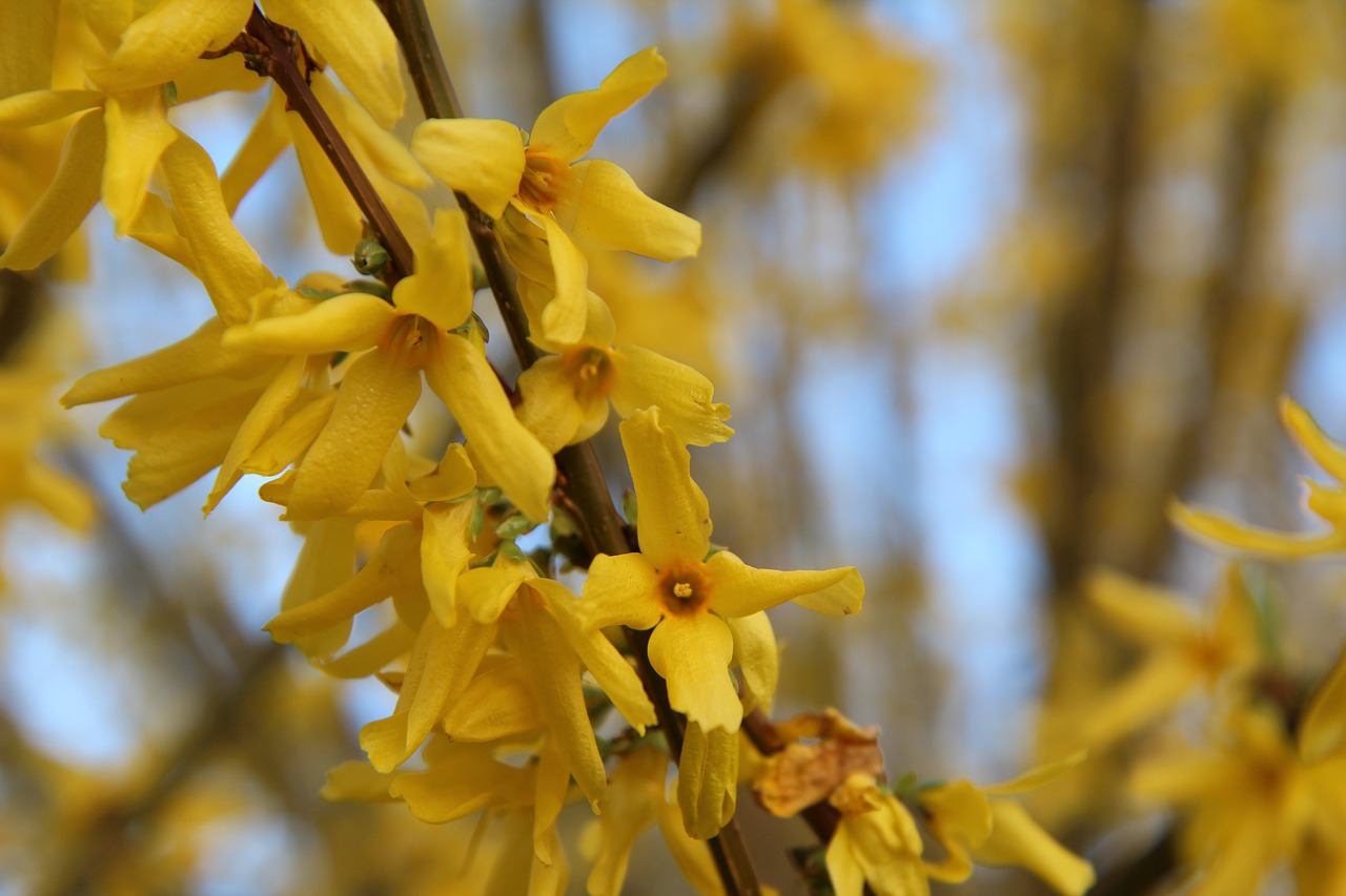 forsythia  yellow flower  spring free photo