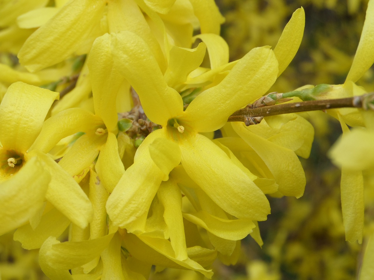 forsythia  nature  flower free photo