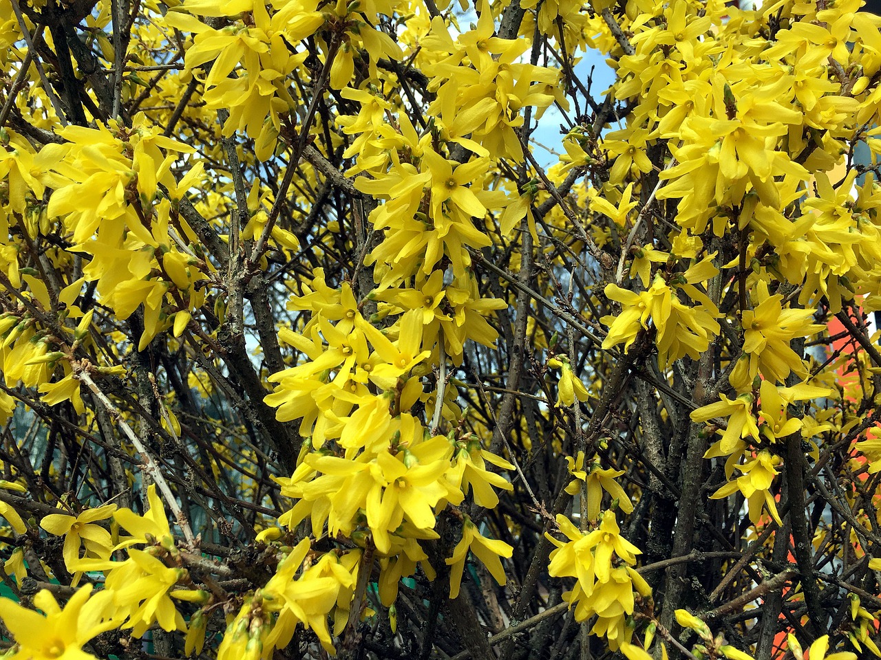 forsythia  yellow  bush free photo