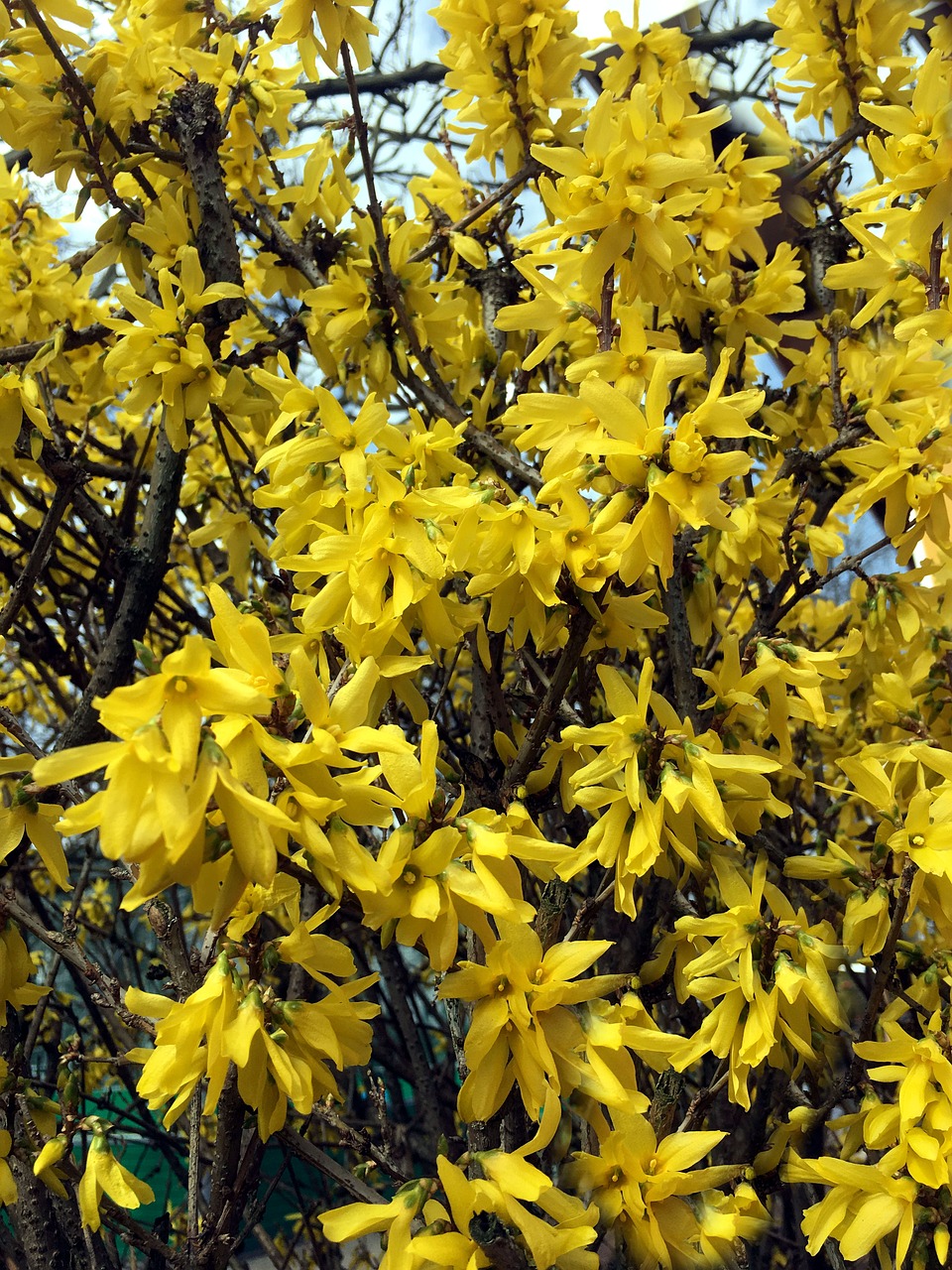 forsythia  yellow  ornamental shrub free photo
