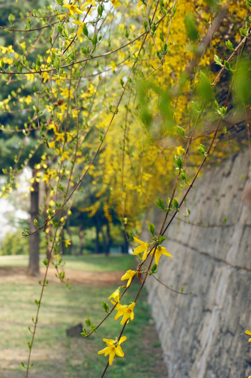 forsythia flowers yellow flower free photo