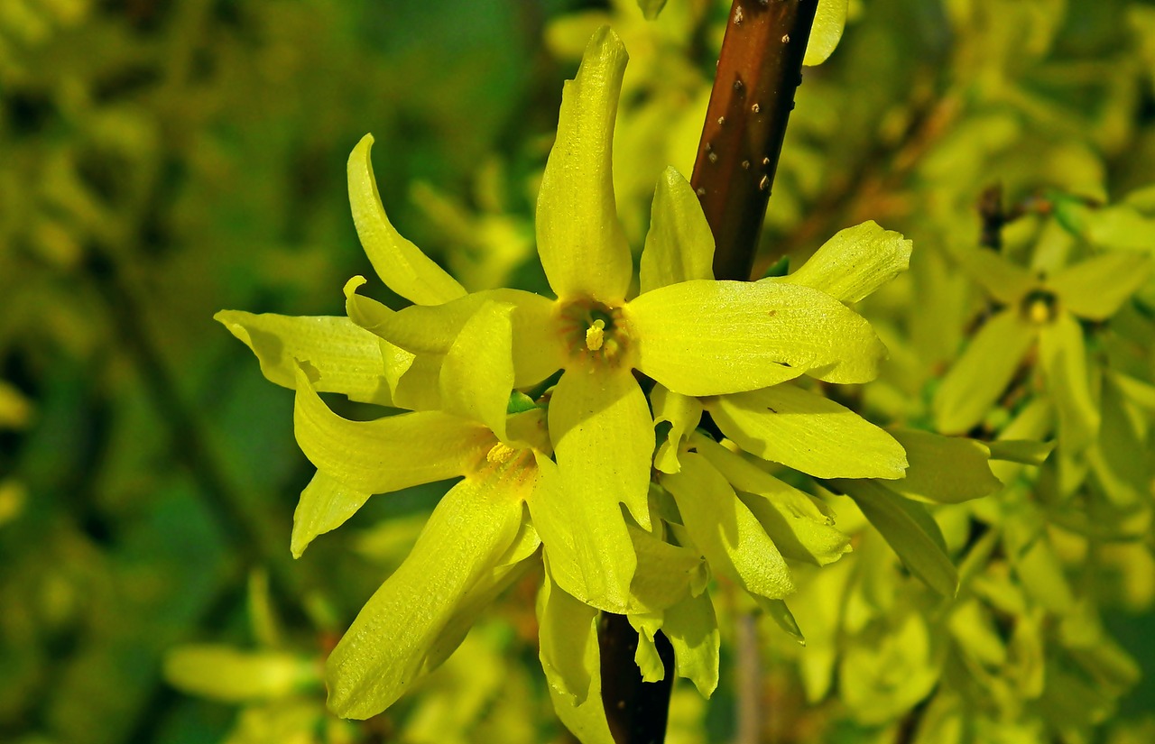 forsythia  flowers  bush free photo