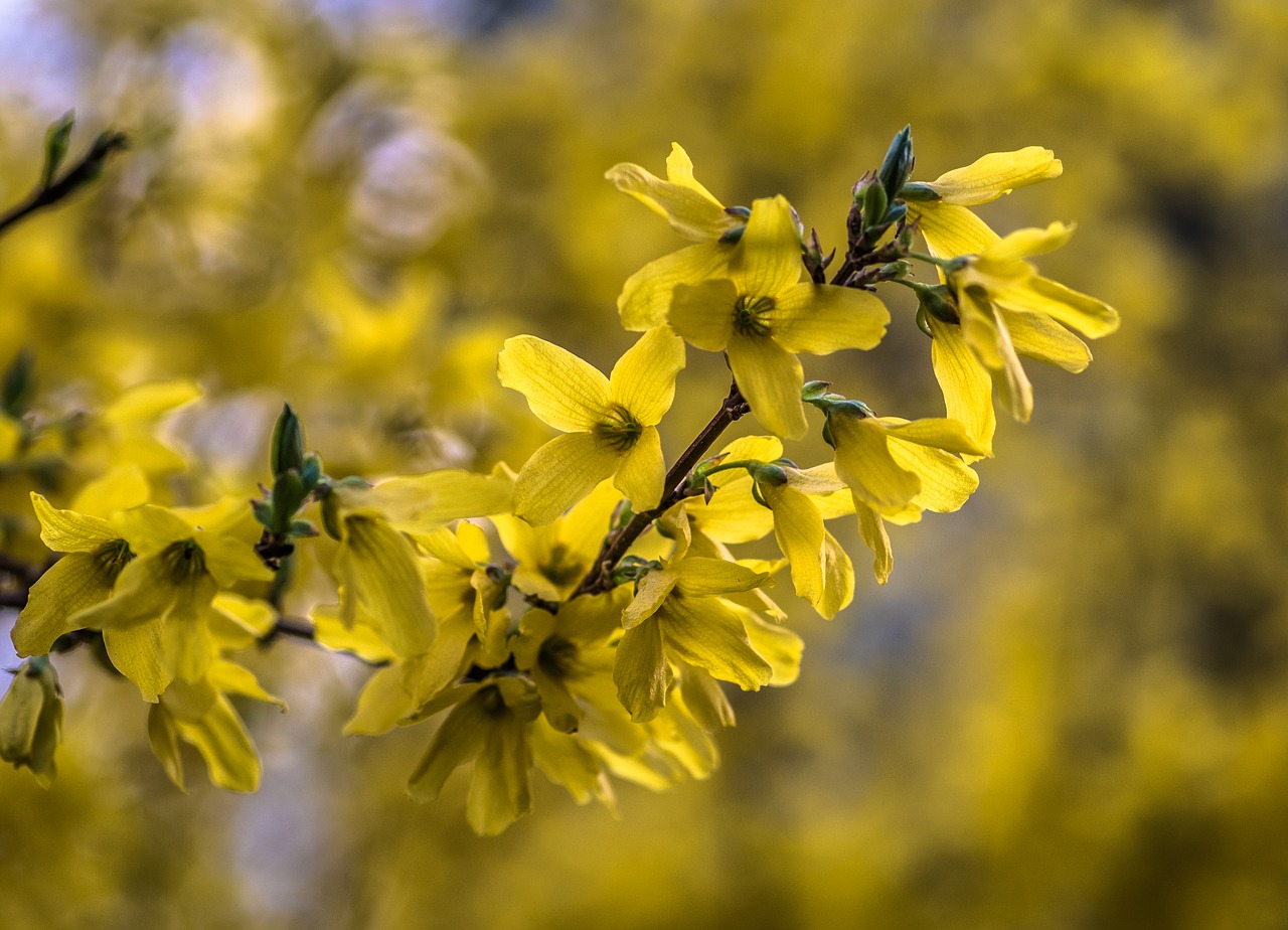 forsythia  yellow flowers  bush free photo