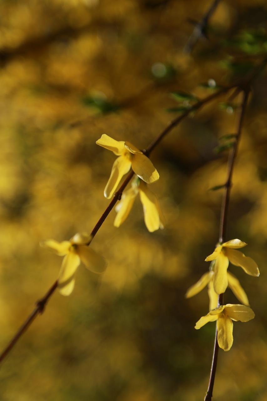 forsythia  flowers  spring free photo