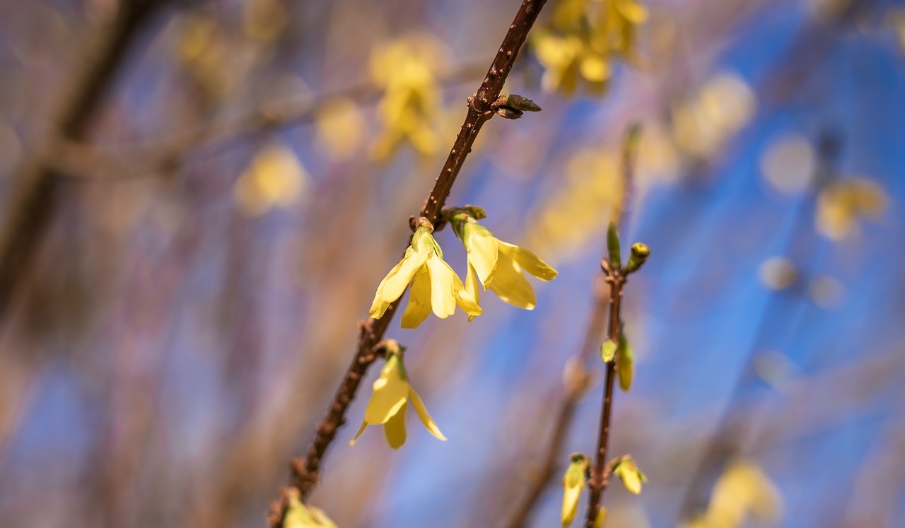 forsythia  blossom  easter free photo