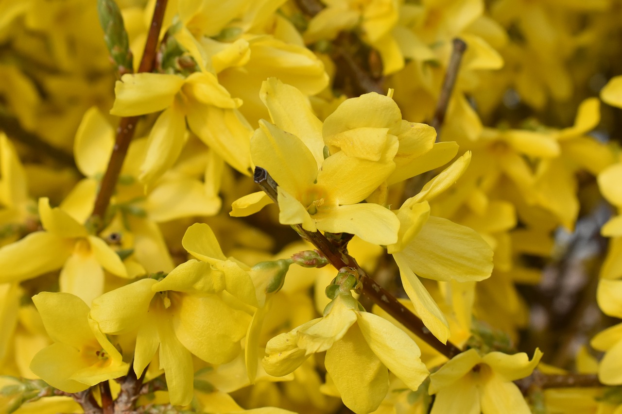 forsythia  garden  flower free photo