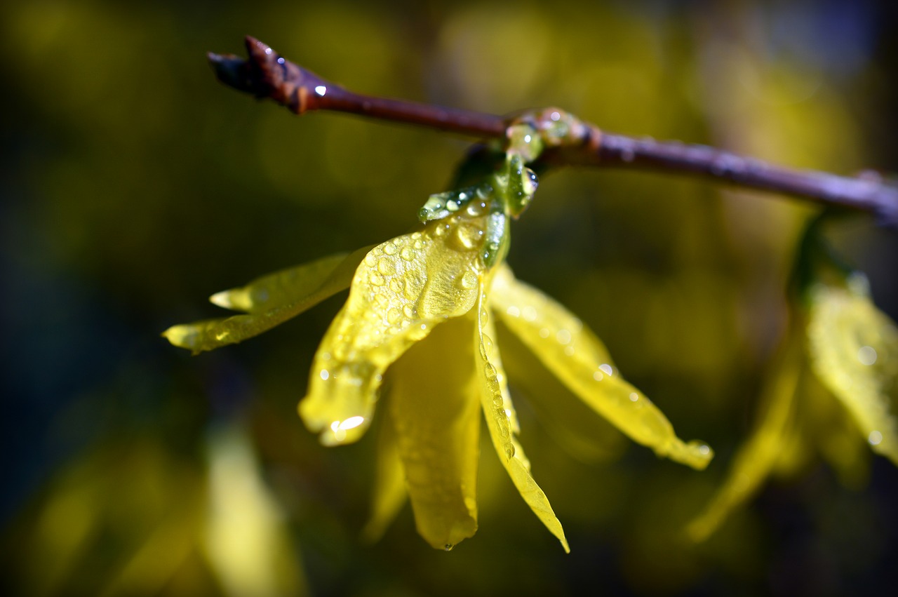 forsythia  gold lilac  golden bells free photo