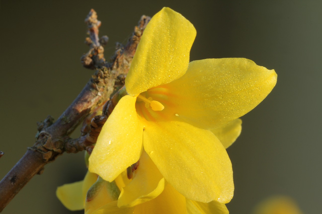 forsythia  spring  blossom free photo