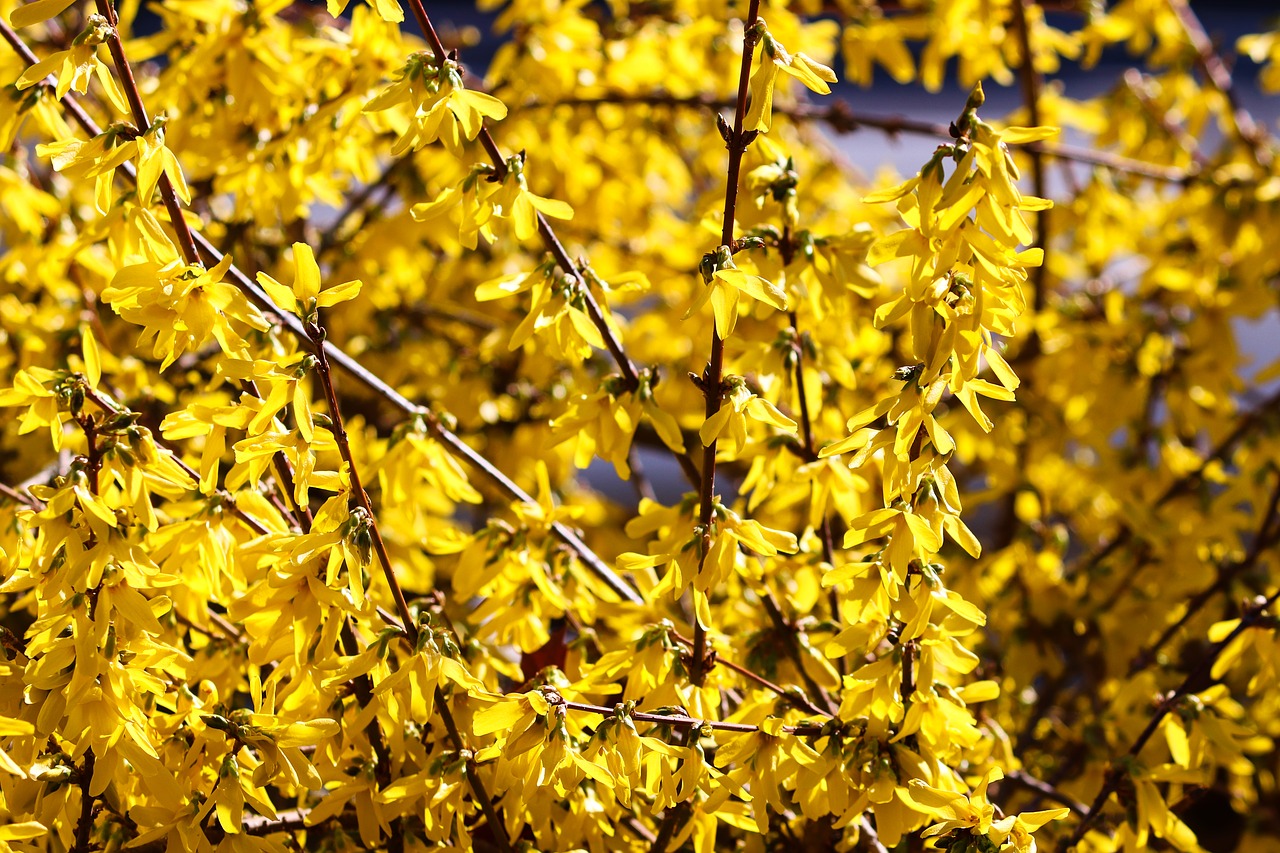 forsythia  garden forsythia  gold lilac free photo