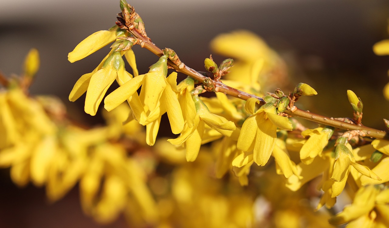 forsythia  garden forsythia  gold lilac free photo