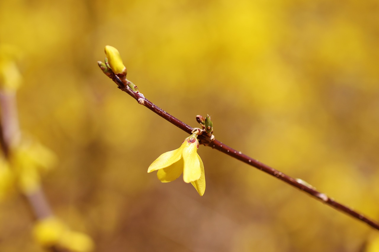 forsythia  spring  yellow free photo