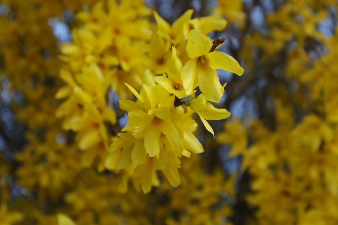 forsythia  yellow flowers  yellow free photo