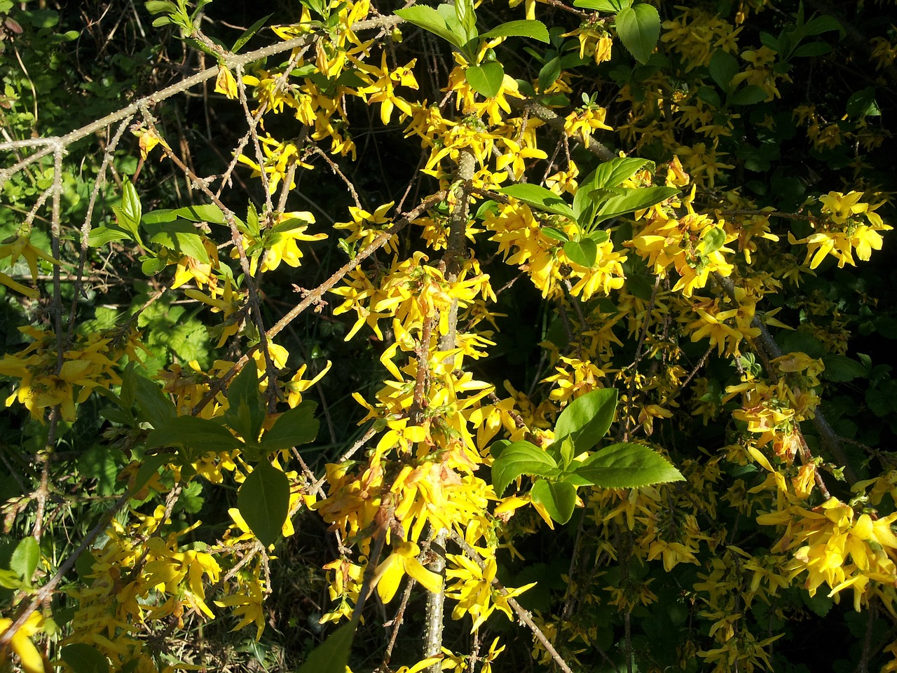 forsythia yellow spring free photo