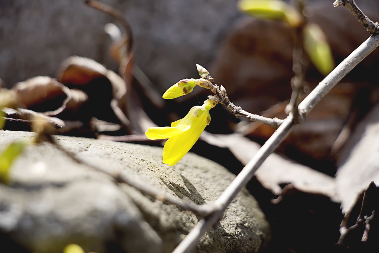 forsythia spring spring flowers free photo