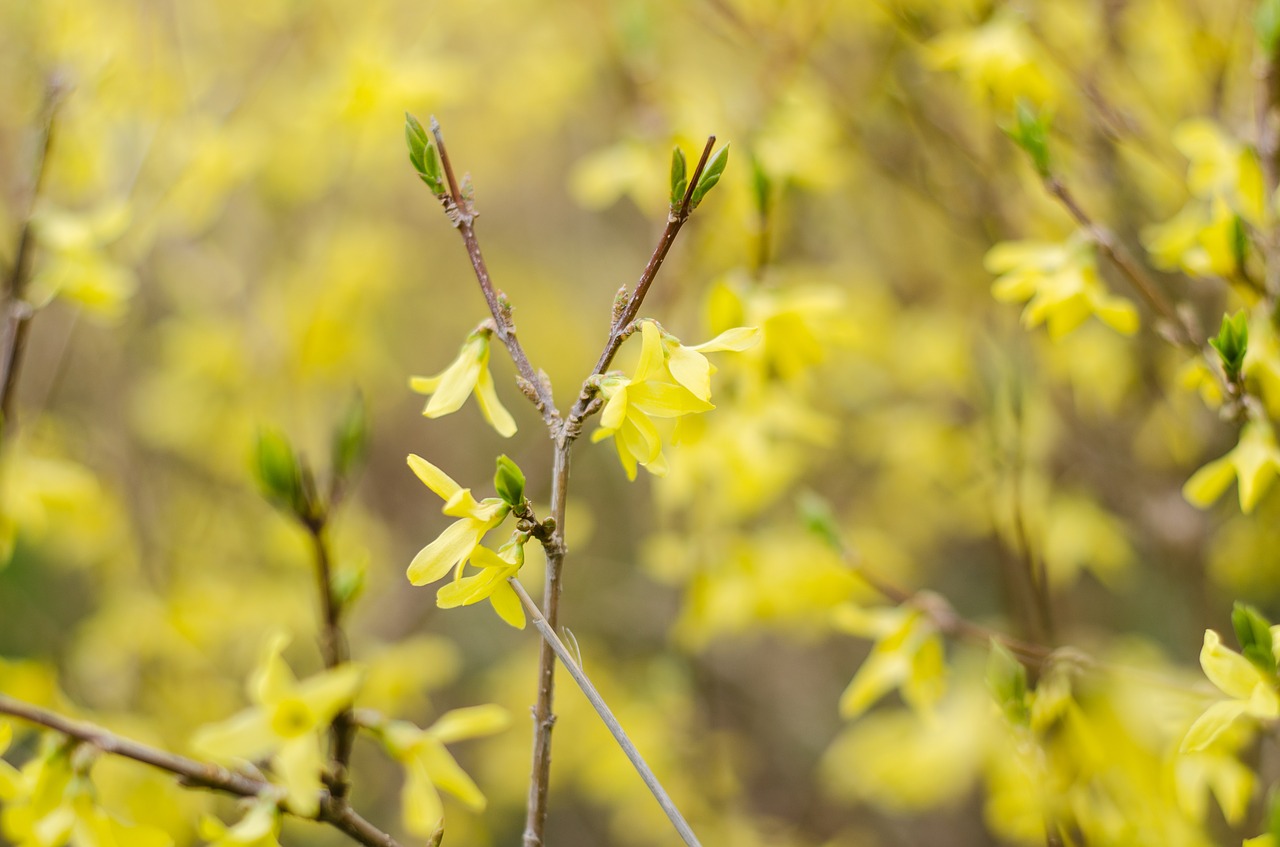 forsythia yellow flower spring free photo