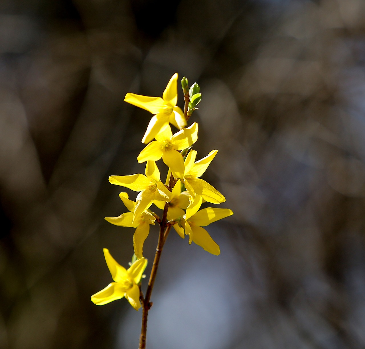 forsythia flower yellow flower yellow free photo