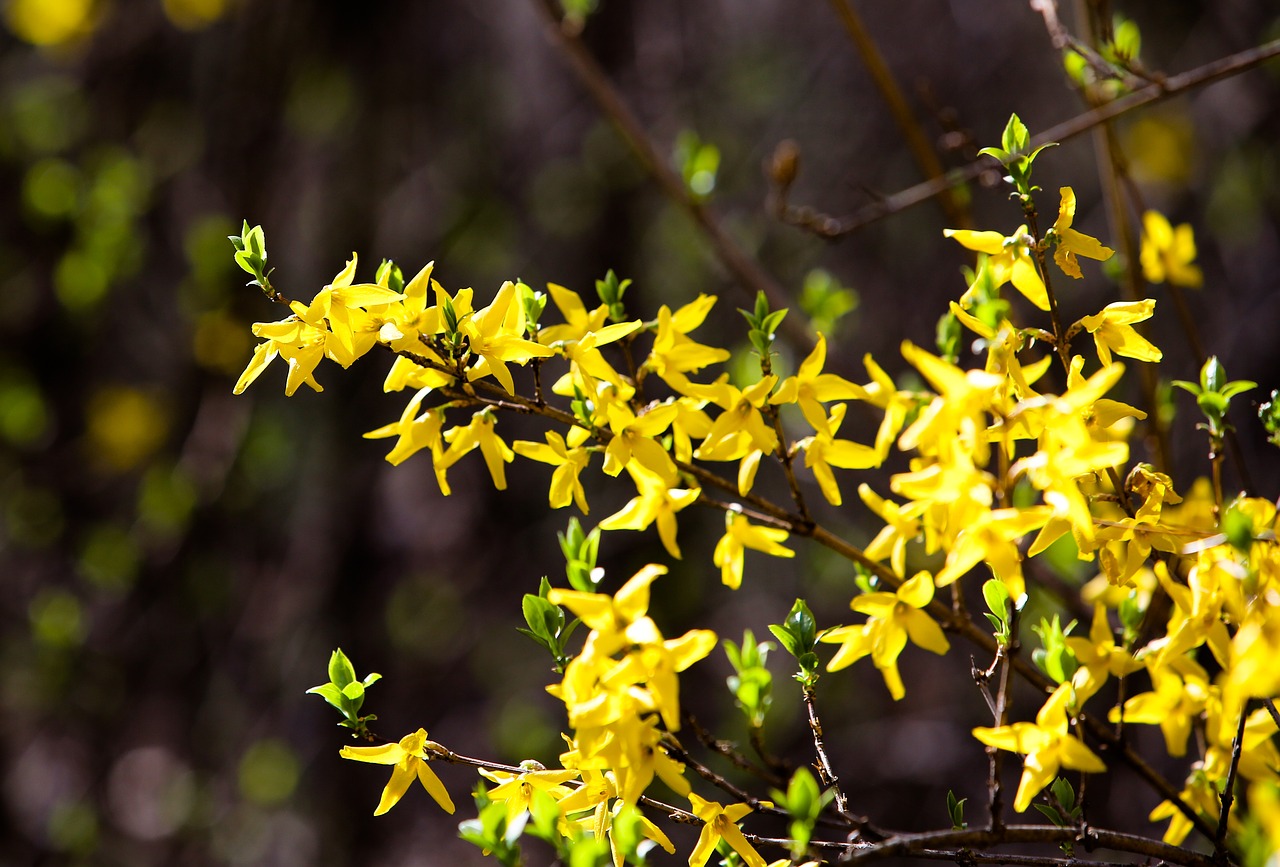 forsythia flower yellow yellow flower free photo