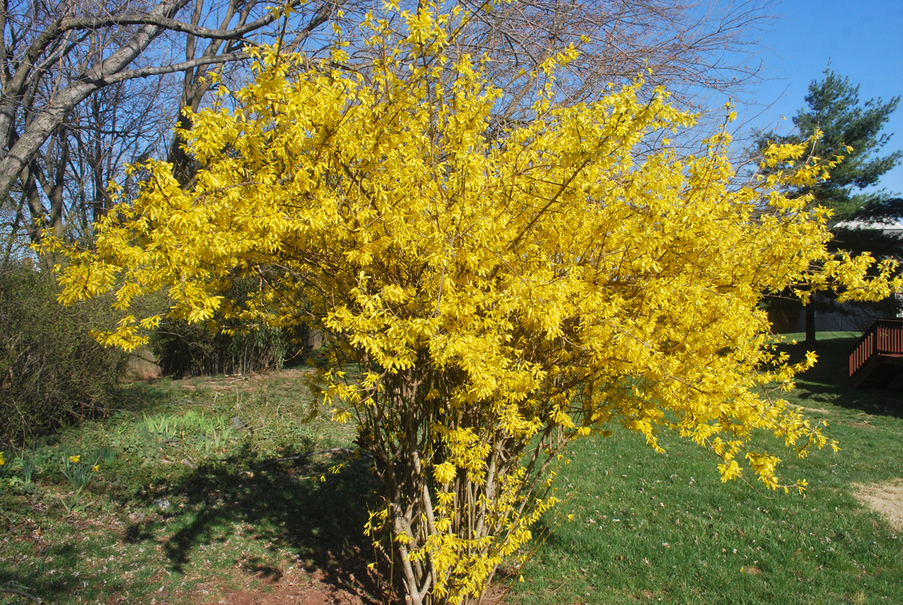 forsythia flower bush free photo