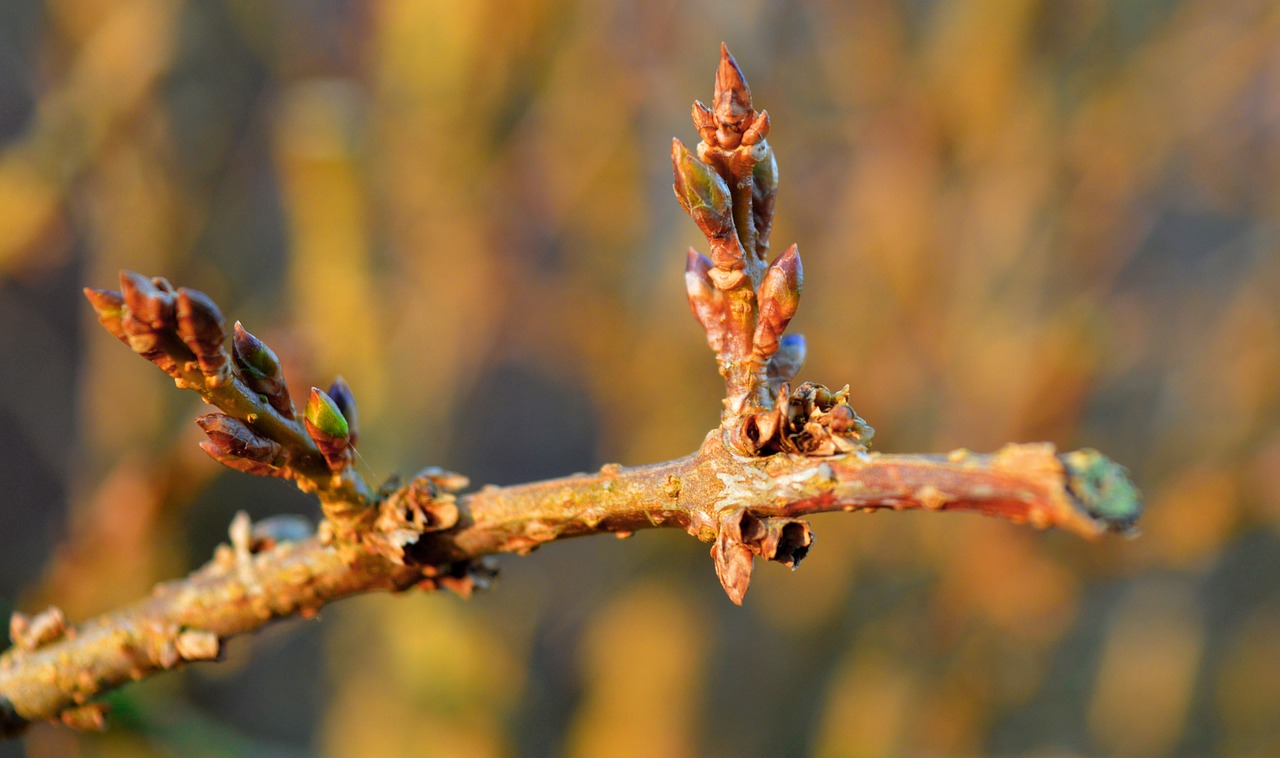 forsythia is in bud  forsythia  branch free photo