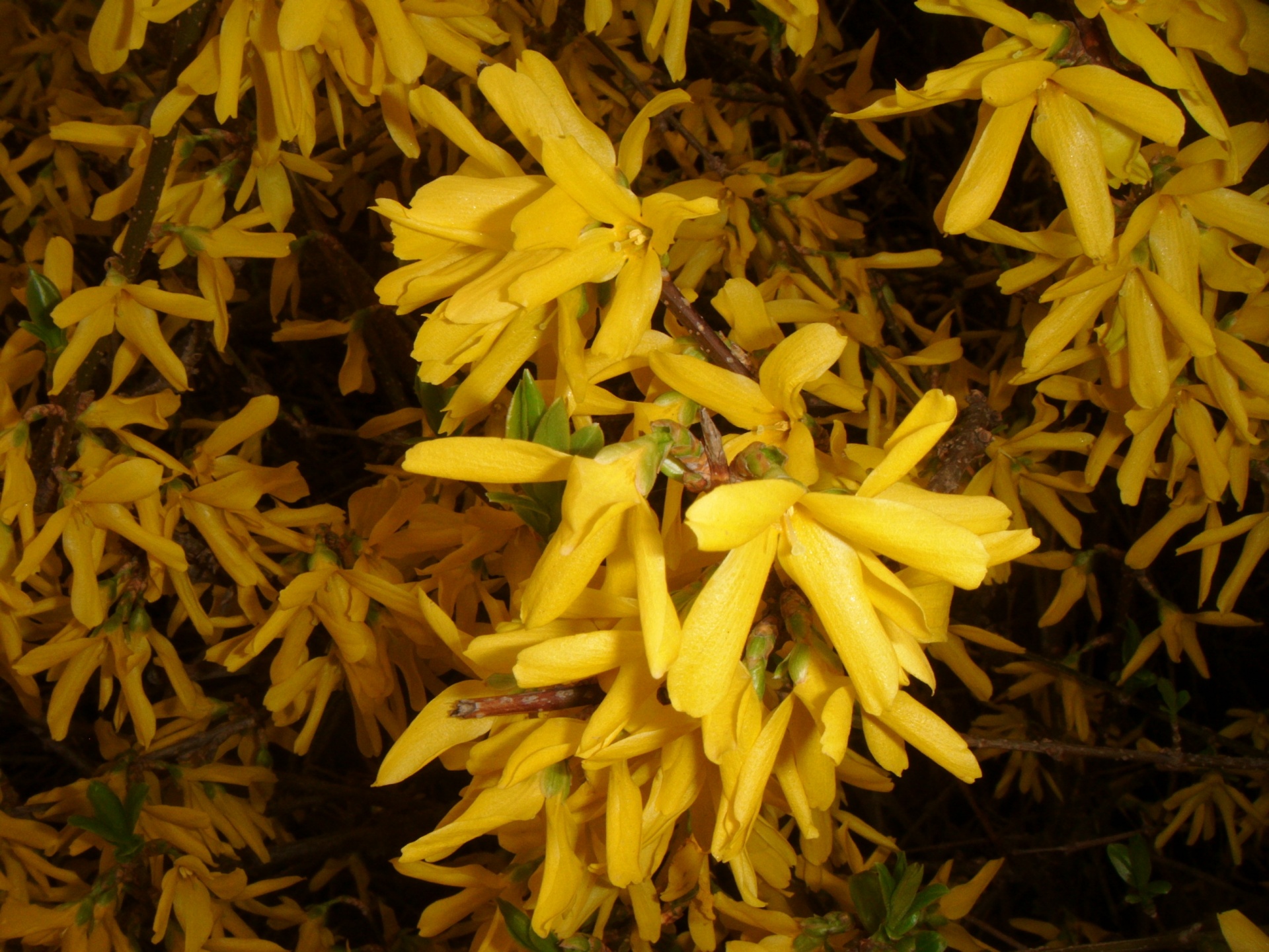 forsythia flower bush free photo
