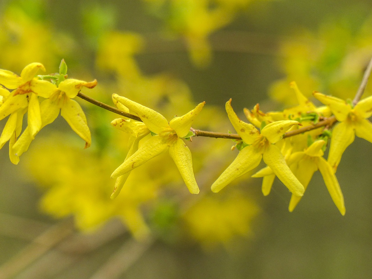 forsythie yellow blossom free photo