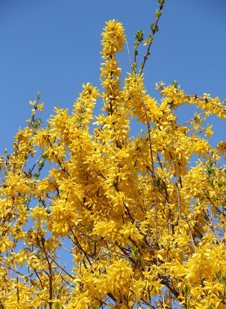 forsythienbusch in bloom early driving free photo