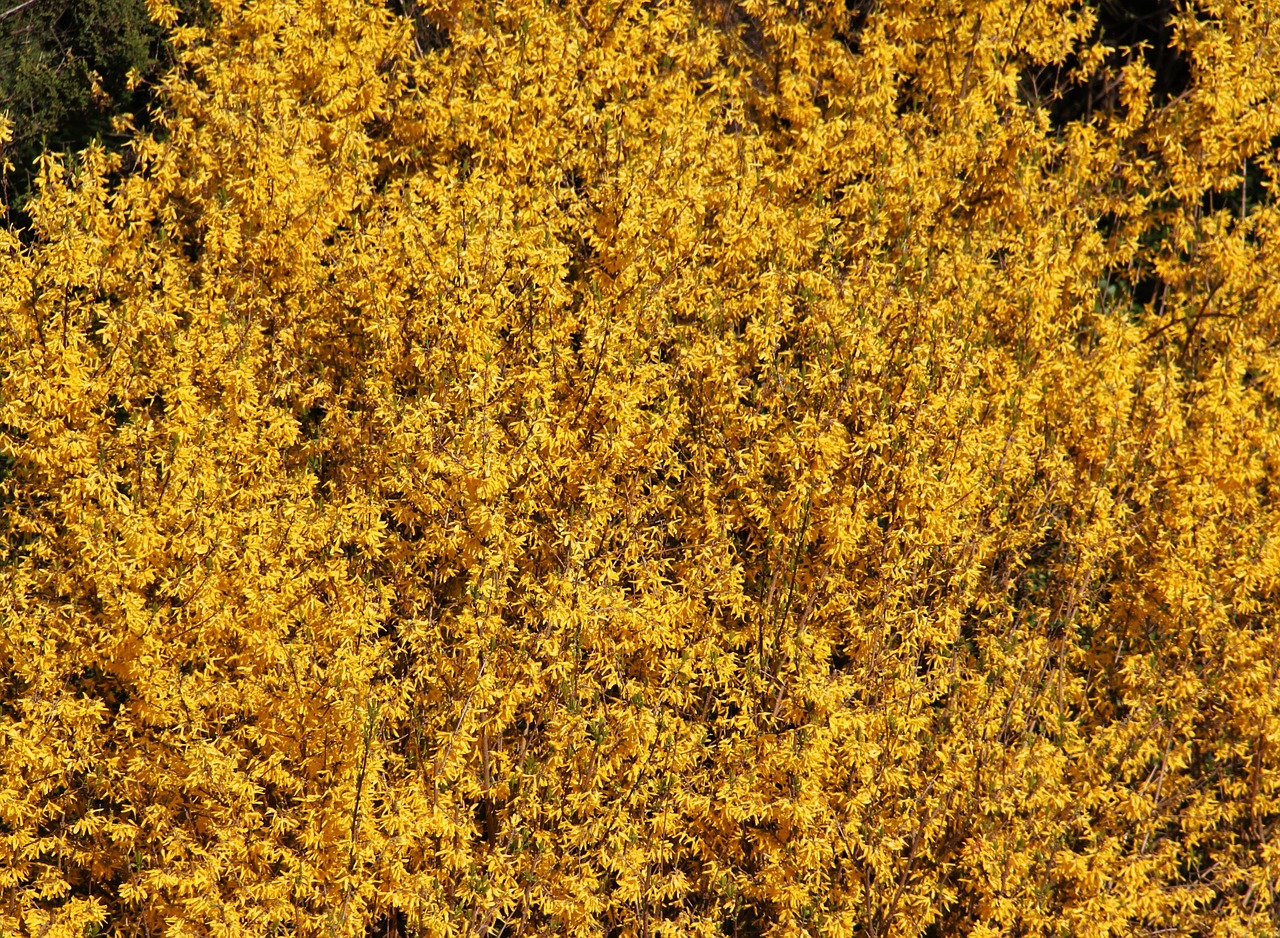 forsythienbusch blütenmeer in bloom free photo