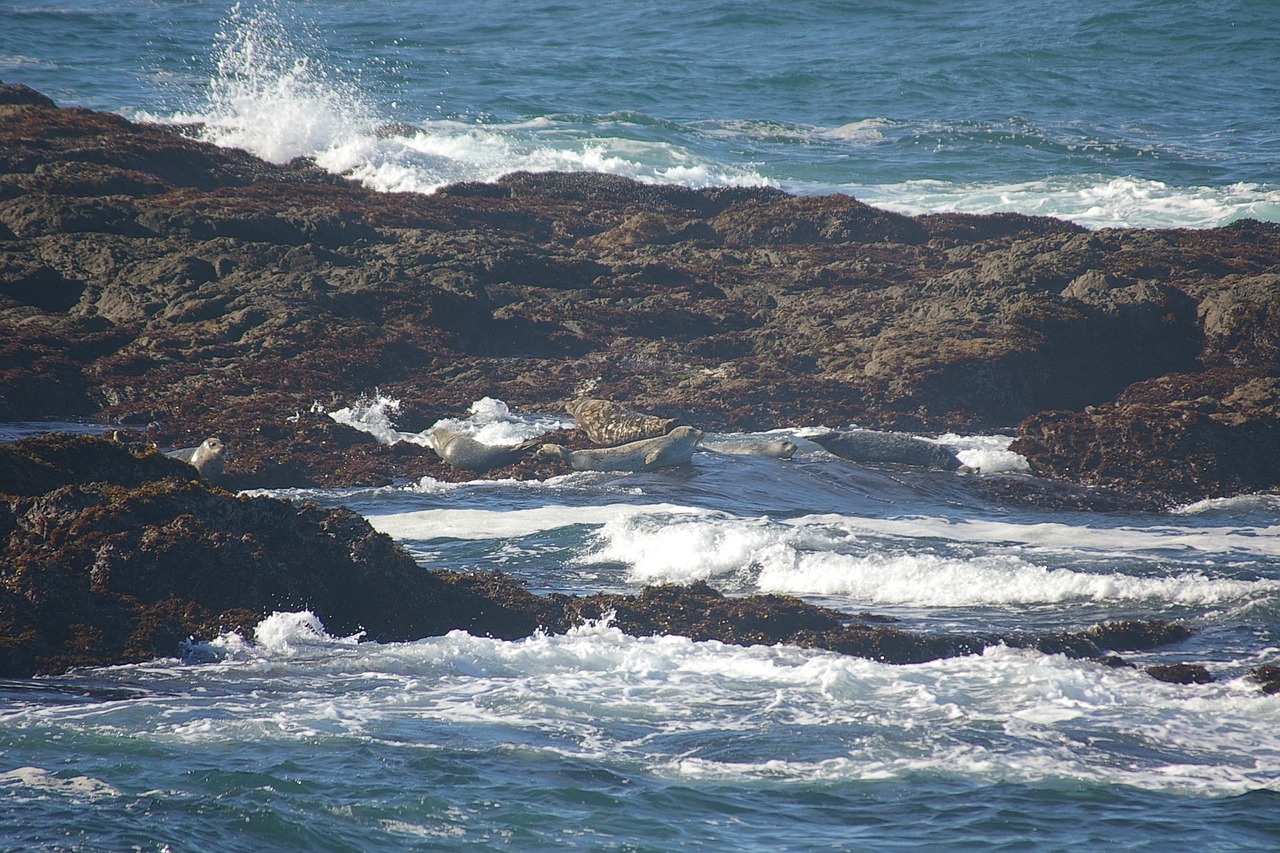 fort bragg ocean rocks free photo