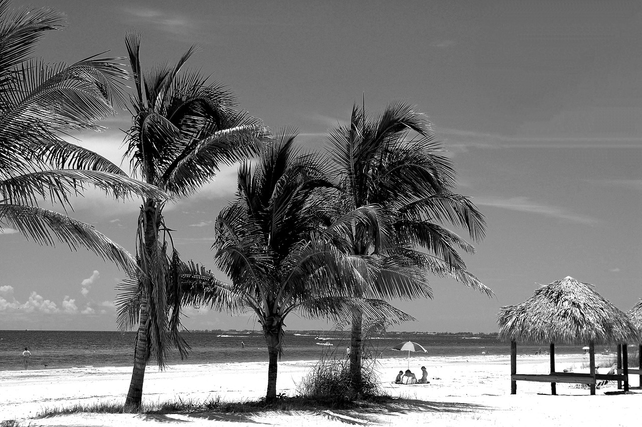 fort myers beach  florida  palm trees free photo