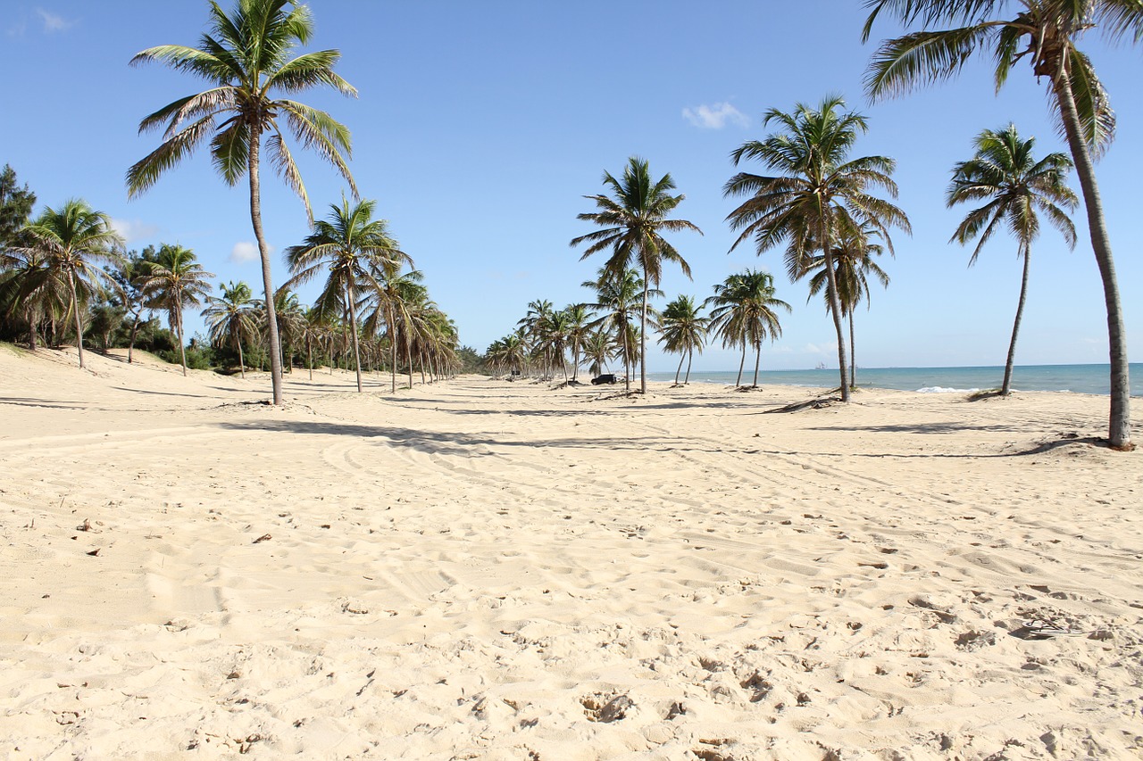 fortress beach coconut trees free photo