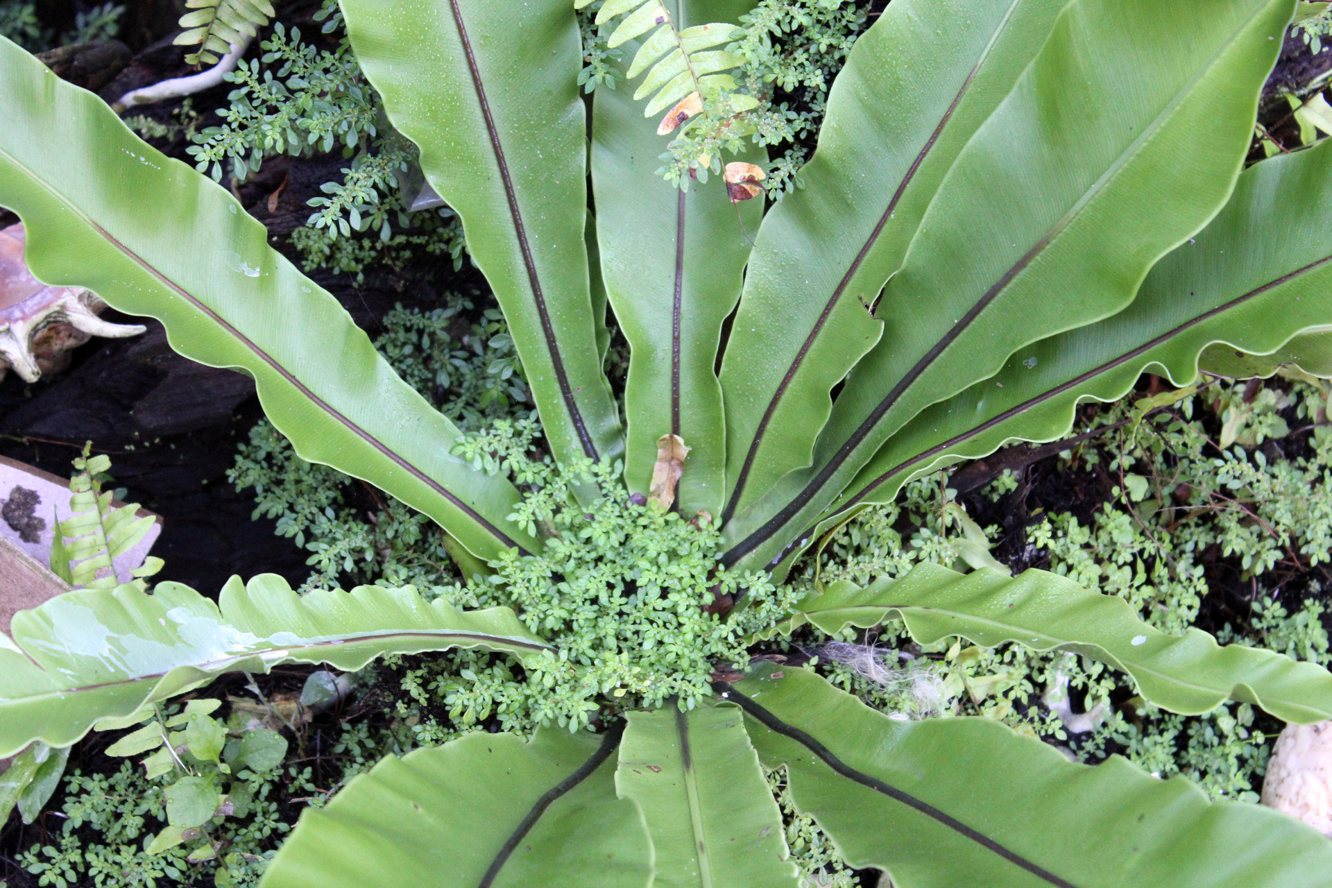 fortune plants plants long leaves free photo