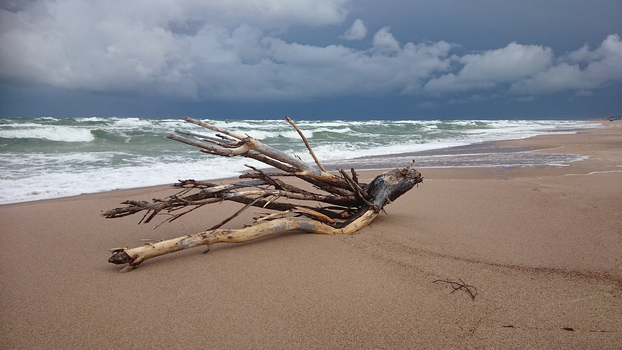 forward beach driftwood free photo