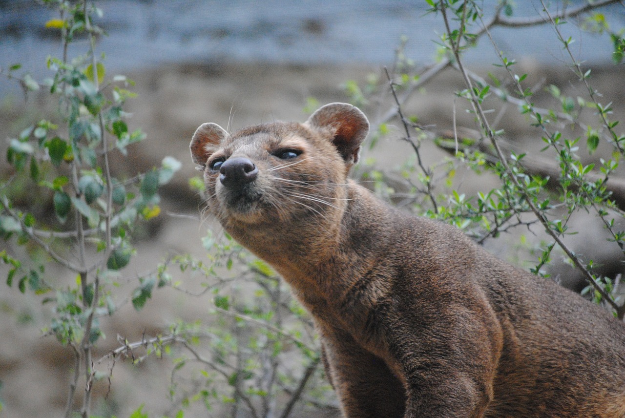 fossa mammal madagascar free photo