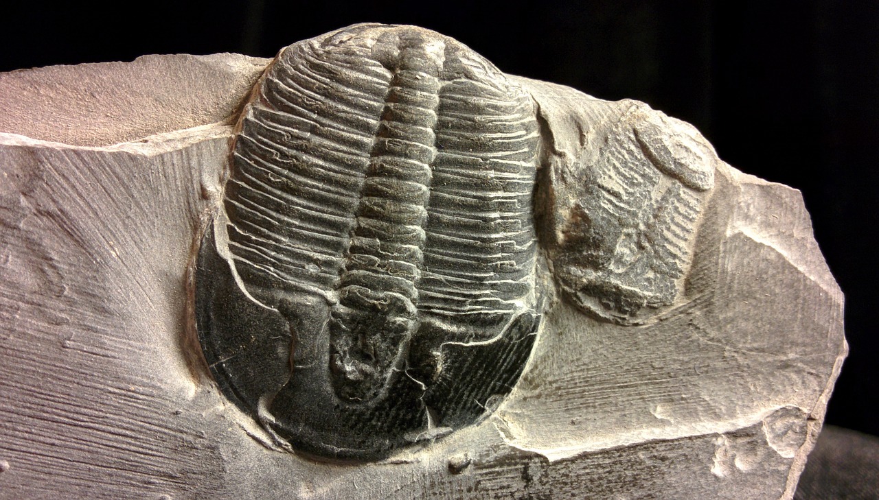 fossil trilobites collectibles free photo