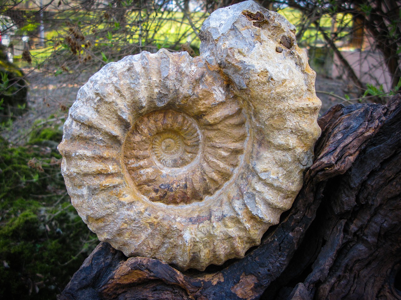 fossil snail petrified free photo
