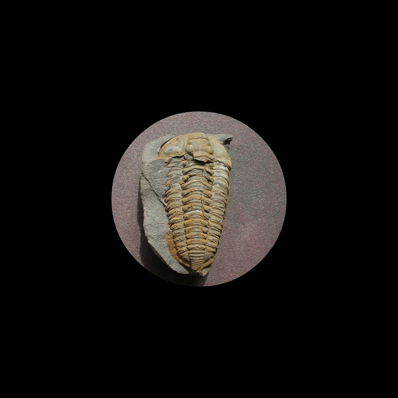 fossil trilobite colpocoryphe bohemica free photo