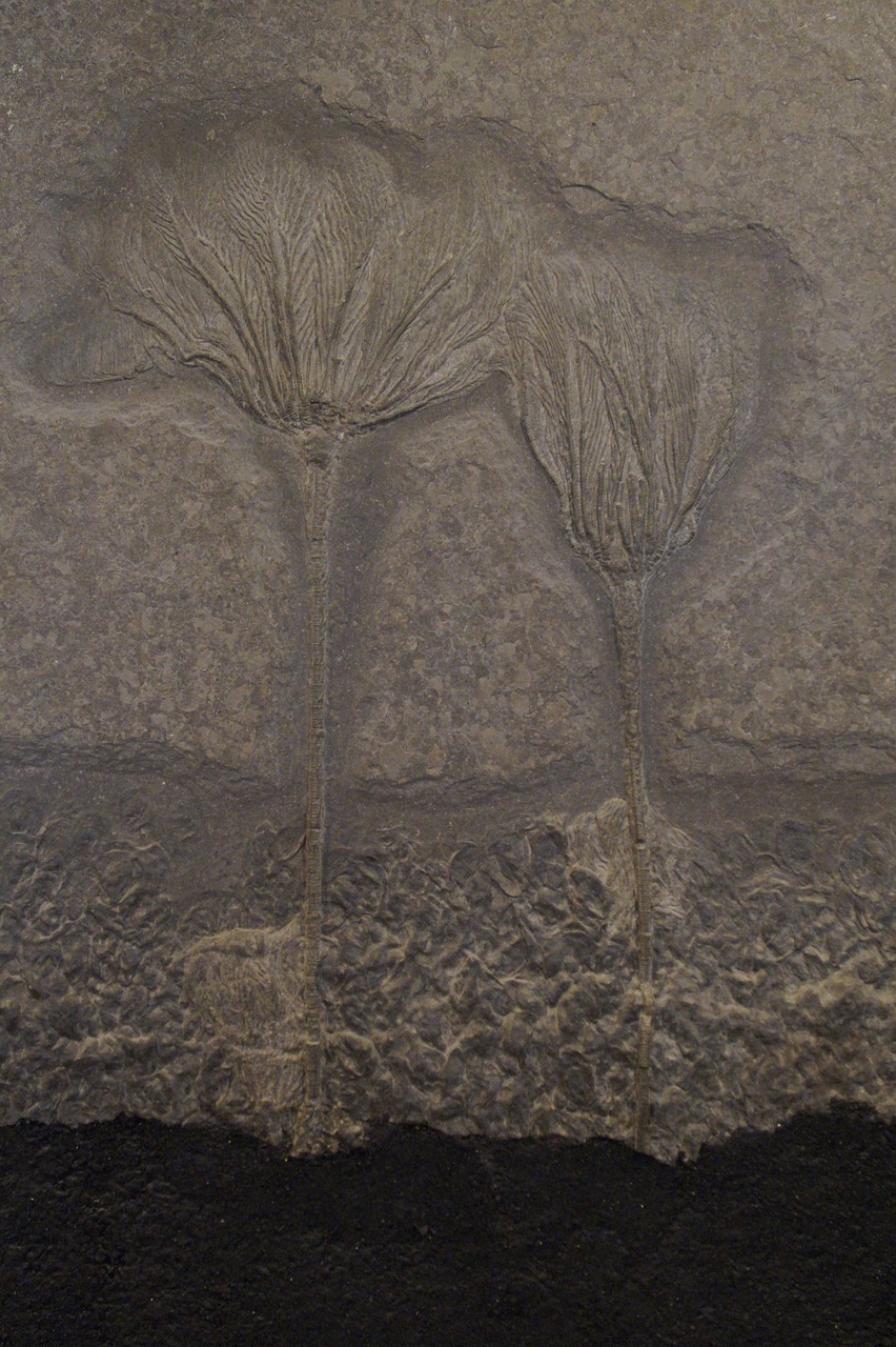 fossil fossils sea lilies free photo